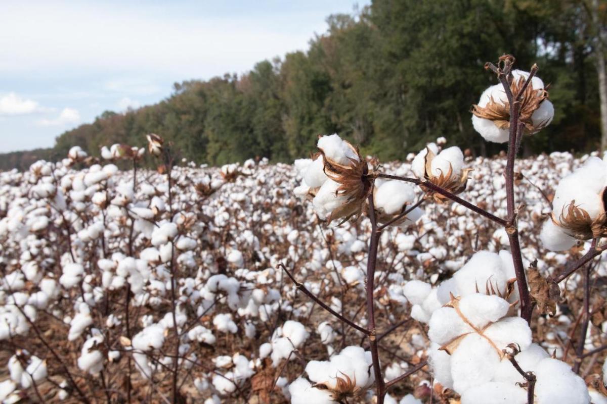 A regenerative cotton farm in Alabama. (Image: Indigo Ag)