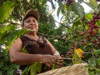 咖啡农手安娜·玛丽亚·古铁雷斯