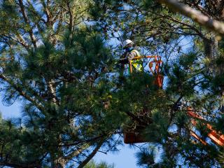 年会是不错的工人在电梯,收获开花了,满树的花粉