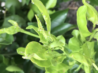 不成熟的柑橘芽出没与成年亚洲柑橘木虱。由布兰登页面,现场试验经理CRDF