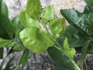 入侵亚洲柑橘木虱繁殖迅速,生产一年30代,造成大规模的破坏。由布兰登页面,现场试验经理CRDF