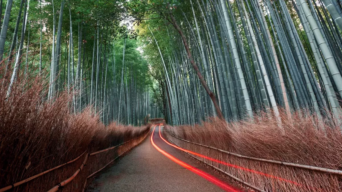 竹林