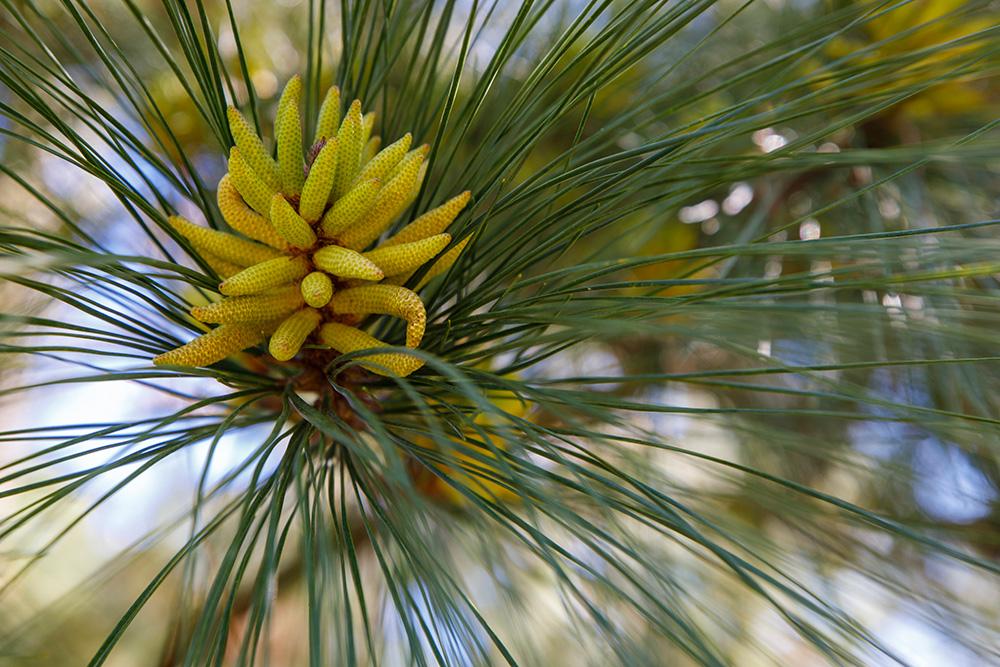 密切的开花的花粉