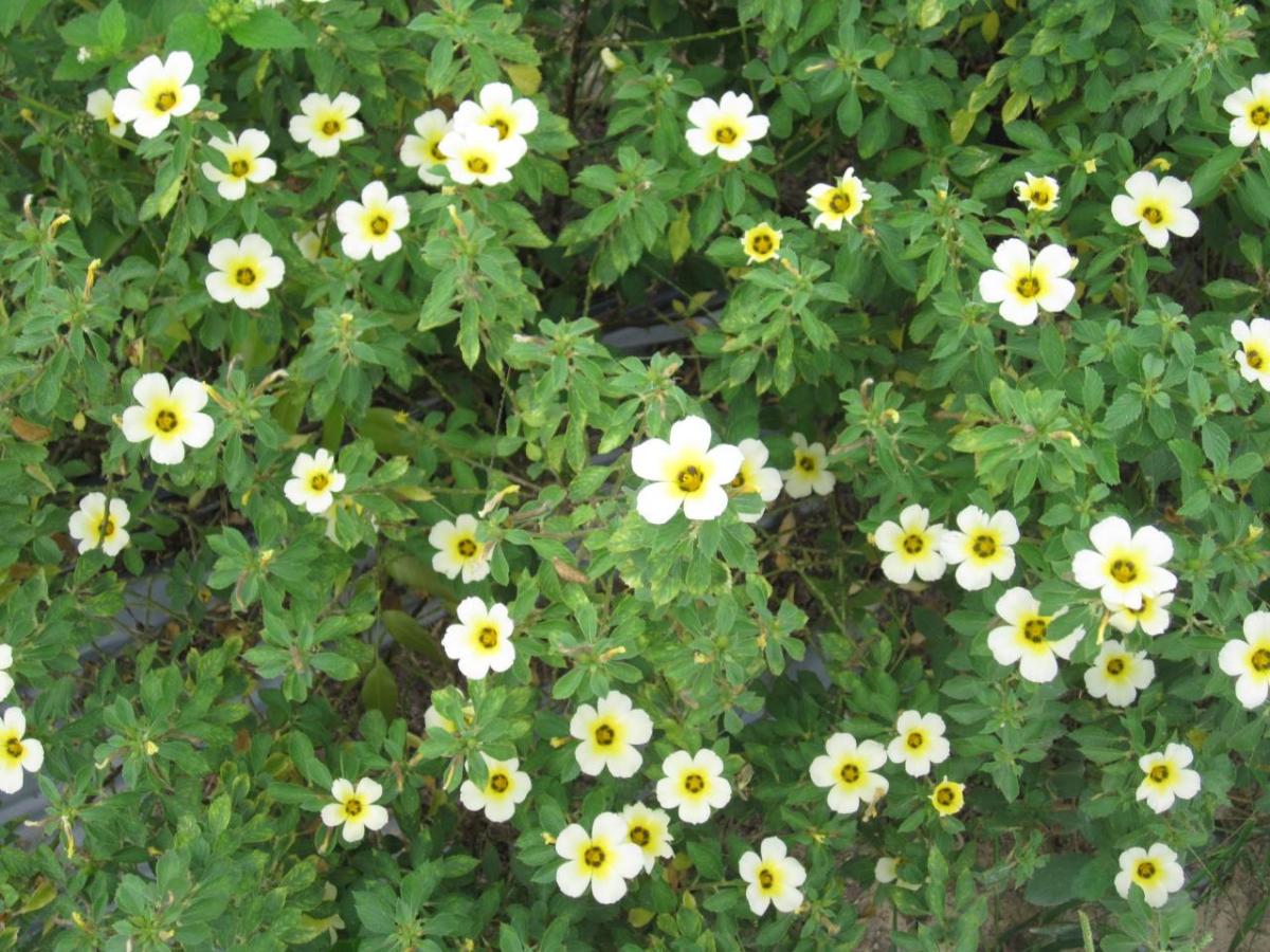 布什的近距离Tunera Subulata花。