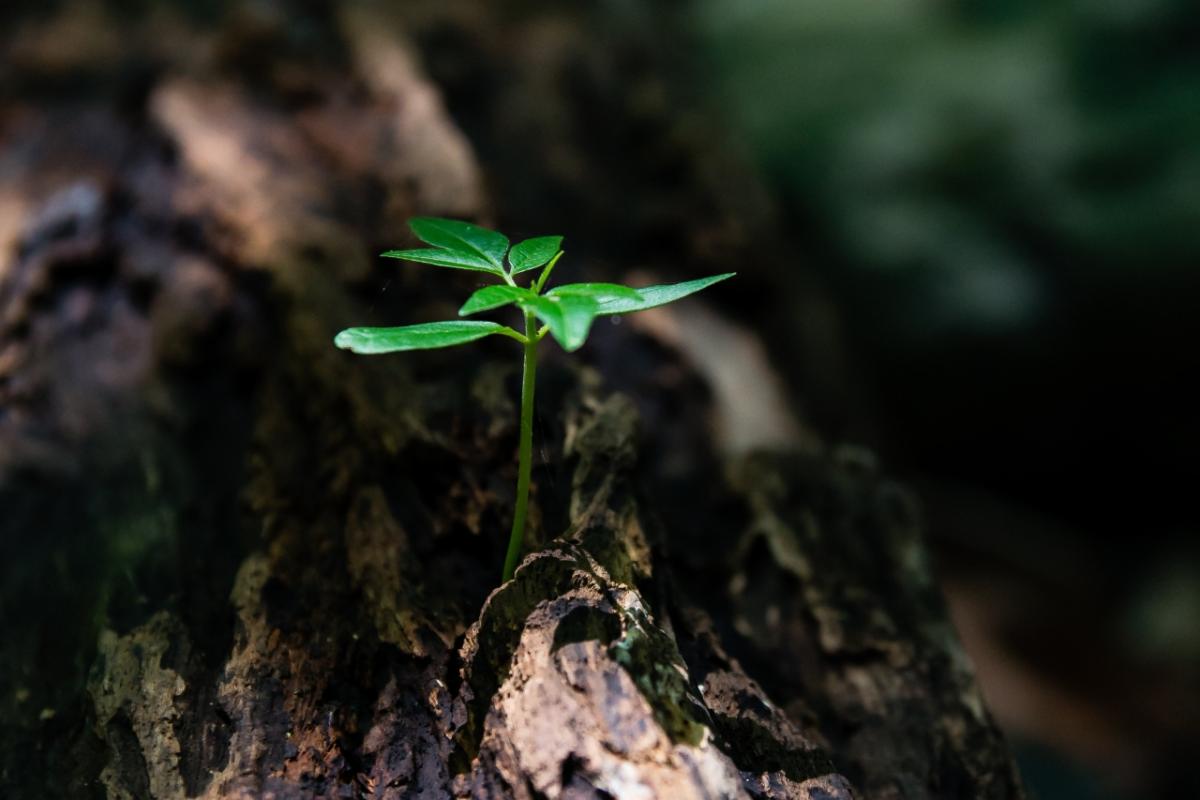 绿色的幼苗在树干上